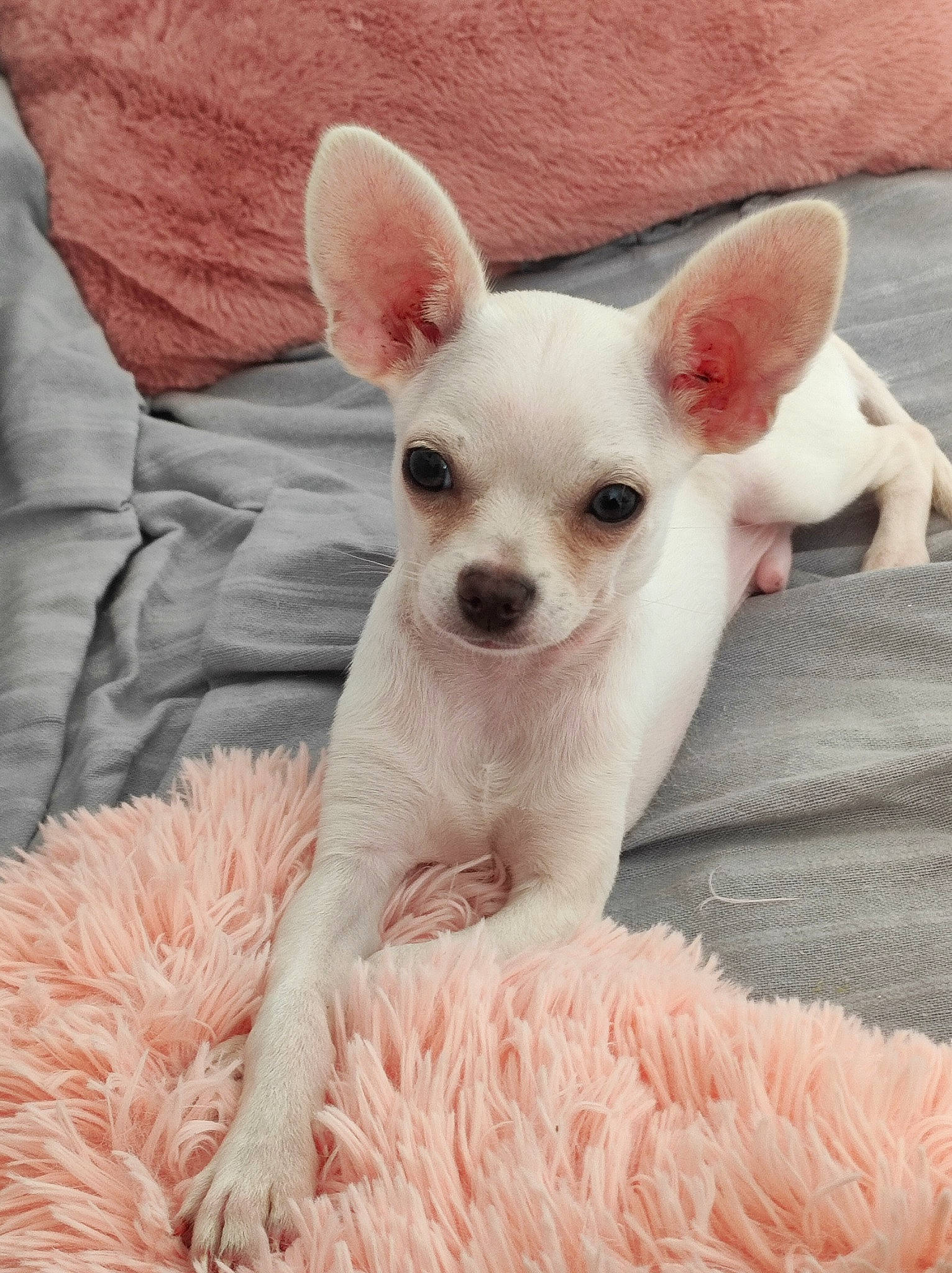 Timmy participe au concours pour gagner de l'argent avec cette photo : canidae, carnivore, comfort, companion_dog, corgi_chihuahua, dog, dog_breed, dog_supply, ear, fawn, fur, non_sporting_group, pink, puppy, terrestrial_animal, toy_dog, whiskers, working_animal