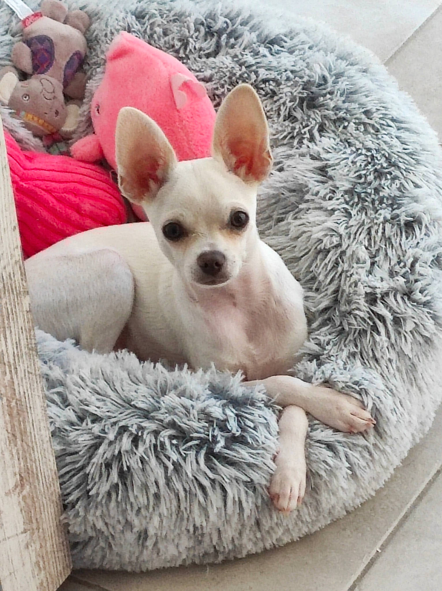 Timmy a rejoint le concours — aidez-le/la à gagner de superbes lots ! bored, canidae, carnivore, comfort, companion_dog, corgi_chihuahua, dog, dog_bed, dog_breed, dog_supply, fawn, fur, non_sporting_group, paw, snout, sporting_group, terrestrial_animal, toy_dog, whiskers, working_animal