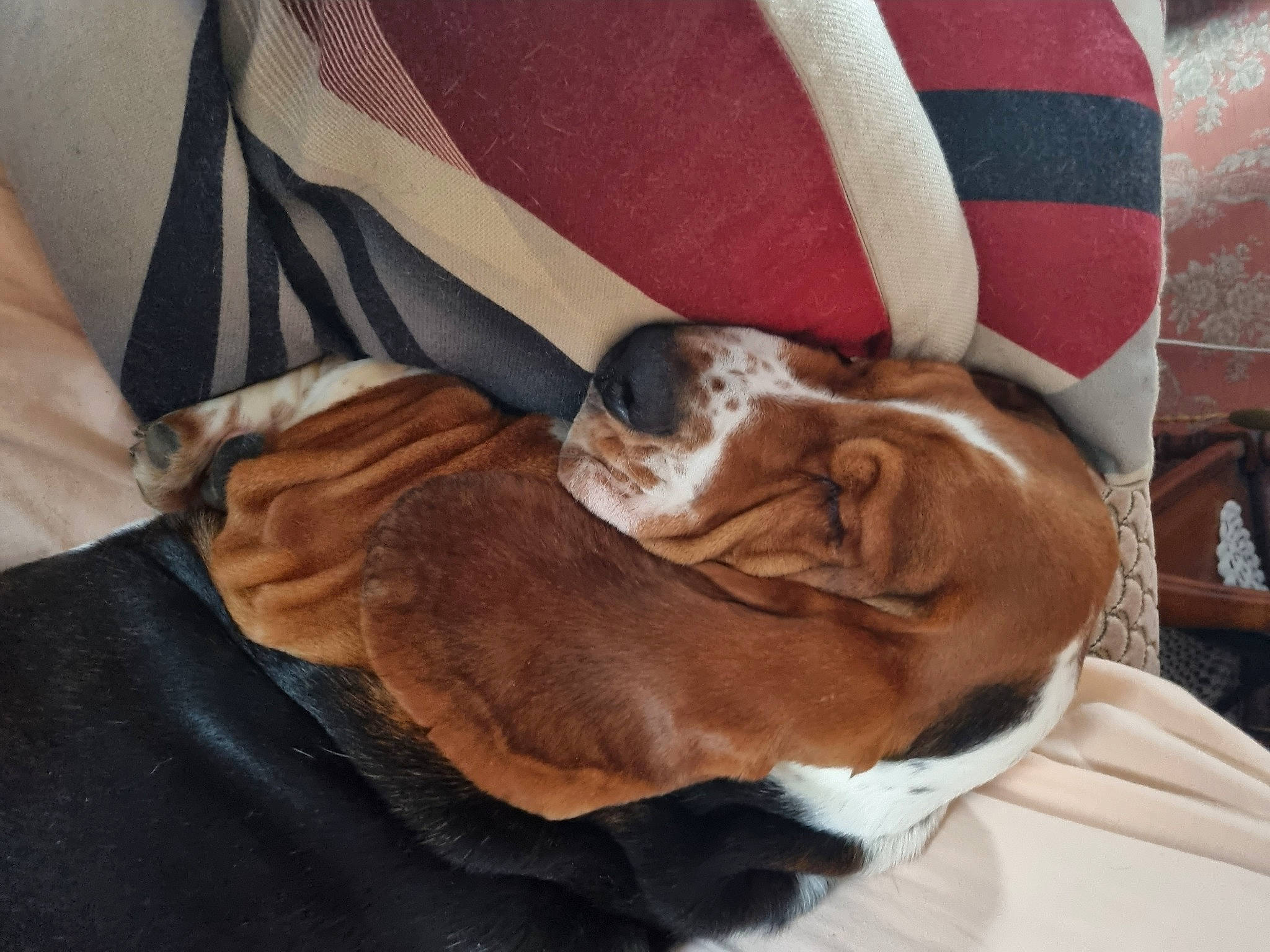 Richard a rejoint le concours — aidez-le/la à gagner de superbes lots ! basset_hound, brown, canidae, carnivore, collar, comfort, companion_dog, dog, dog_breed, fawn, fur, linens, liver, pet_supply, scent_hound, snout, sporting_group, tail, whiskers, working_animal