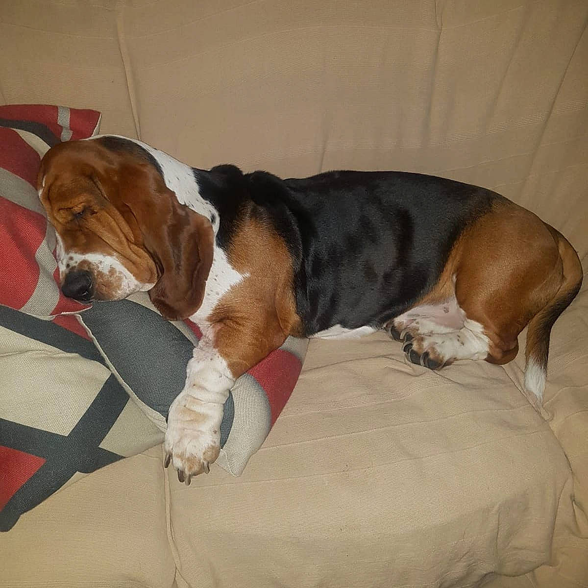 Richard a rejoint le concours — aidez-le/la à gagner de superbes lots ! beaglier, bored, canidae, carnivore, collar, comfort, companion_dog, dog, dog_bed, dog_breed, dog_supply, fawn, hardwood, hound, liver, pet_supply, scent_hound, sporting_group, tail, working_animal