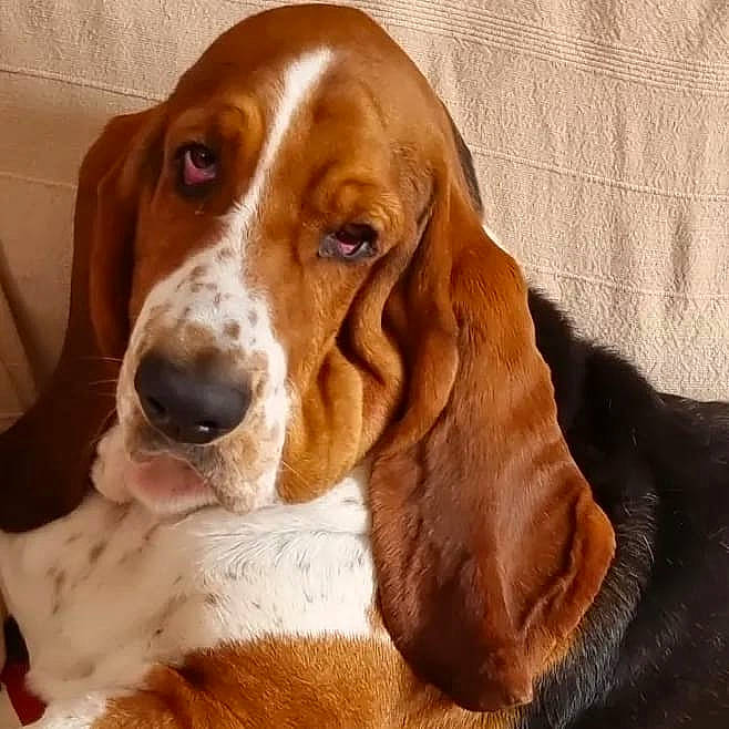 Richard participe au concours pour gagner de l'argent avec cette photo : bored, canidae, carnivore, comfort, companion_dog, dog, dog_breed, fawn, fur, hound, hunting_dog, liver, snout, sporting_group, terrestrial_animal, working_animal