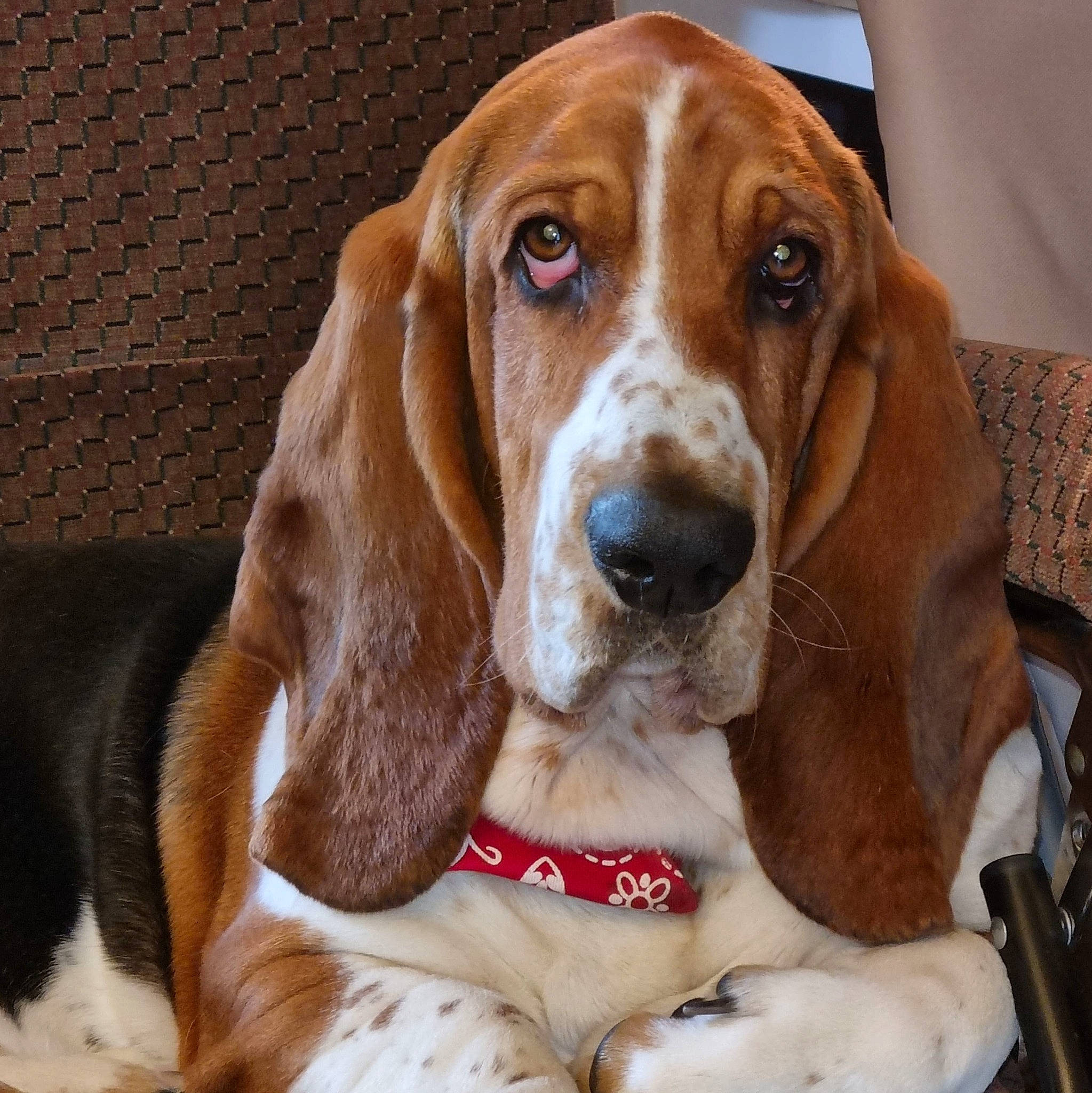 Richard a rejoint le concours — aidez-le/la à gagner de superbes lots ! canidae, carnivore, companion_dog, dog, dog_breed, fawn, hound, hunting_dog, liver, scent_hound, snout, sporting_group, working_animal