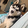 husky, puppy, dog, bed, blanket, indoor, pet, animal, cute, fur, ears, face, nose, eyes, relaxed, cozy, home, furniture, wall, curious