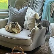 Goose joined the competition — help win amazing prizes! armchair, basket, blanket, carpet, cat, cozy, decor, domestic, feline, furniture, greenery, indoor, living_room, natural_light, pet, pillow, resting, soft_texture, two_cats, window