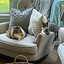 armchair, basket, blanket, carpet, cat, cozy, decor, domestic, feline, furniture, greenery, indoor, living_room, natural_light, pet, pillow, resting, soft_texture, two_cats, window