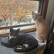 Tony And Smokey joined the competition — help win amazing prizes! cat, cats, window, indoor, pet, feline, ginger_cat, grey_cat, white_markings, cozy, perch, resting, looking, animal, domestic, fur, tail, ears, nature_background, autumn_leaves