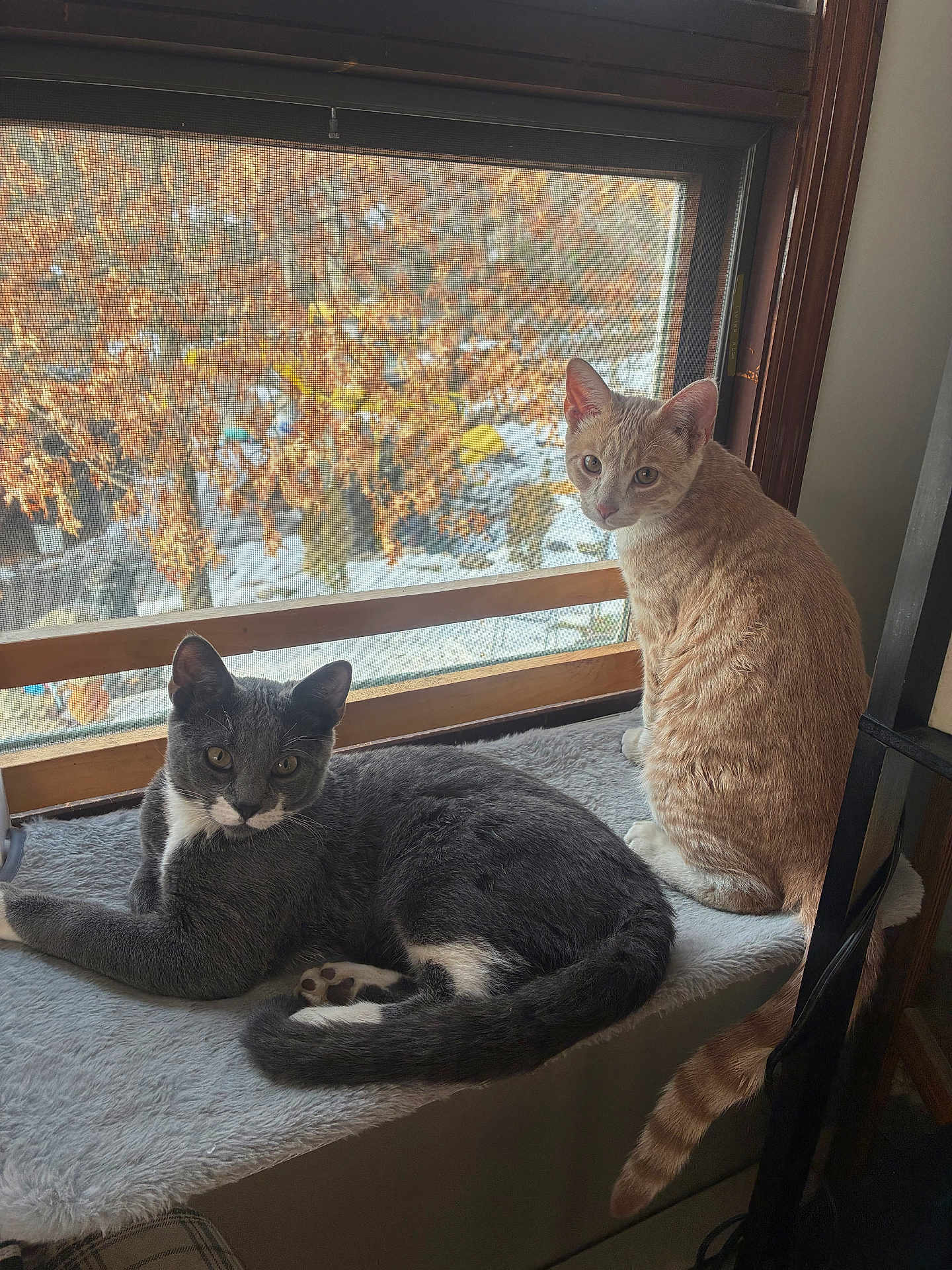 Tony And Smokey joined the competition — help win amazing prizes! cat, cats, window, indoor, pet, feline, ginger_cat, grey_cat, white_markings, cozy, perch, resting, looking, animal, domestic, fur, tail, ears, nature_background, autumn_leaves