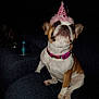 dog, small_dog, party_hat, pink_hat, couch, indoor, pet, brown_and_white, collar, seated, celebration, cute, animal, domestic_animal, companion, furniture, looking_up, fluffy, ears, snout