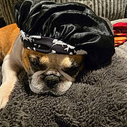 Lola is registered to the contest to win money with this photo: animal, black_bonnet, blanket, bulldog, comfort, couch, cozy, cute, dog, ears, face, fur, furniture, home, indoor, nose, pet, relaxed, resting, sleeping