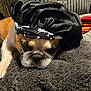 animal, black_bonnet, blanket, bulldog, comfort, couch, cozy, cute, dog, ears, face, fur, furniture, home, indoor, nose, pet, relaxed, resting, sleeping