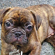 Ludwig is registered to the contest to win money with this photo: puppy, dog, brindle, close_up, collar, tag, pet, animal, cute, lying_down, concrete, outdoor, fur, ears, snout, face, young, portrait, curious, brown