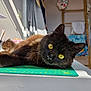 cat, black_cat, yellow_eyes, indoor, table, cutting_mat, sunlight, fur, relaxed, pet, domestic_animal, closeup, face, whiskers, eyes, laying_down, cozy, home, background, furniture