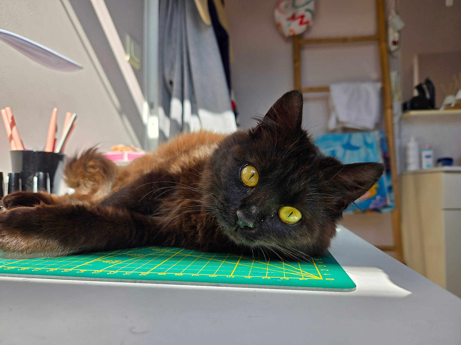 Lila a rejoint le concours — aidez-le/la à gagner de superbes lots ! cat, black_cat, yellow_eyes, indoor, table, cutting_mat, sunlight, fur, relaxed, pet, domestic_animal, closeup, face, whiskers, eyes, laying_down, cozy, home, background, furniture