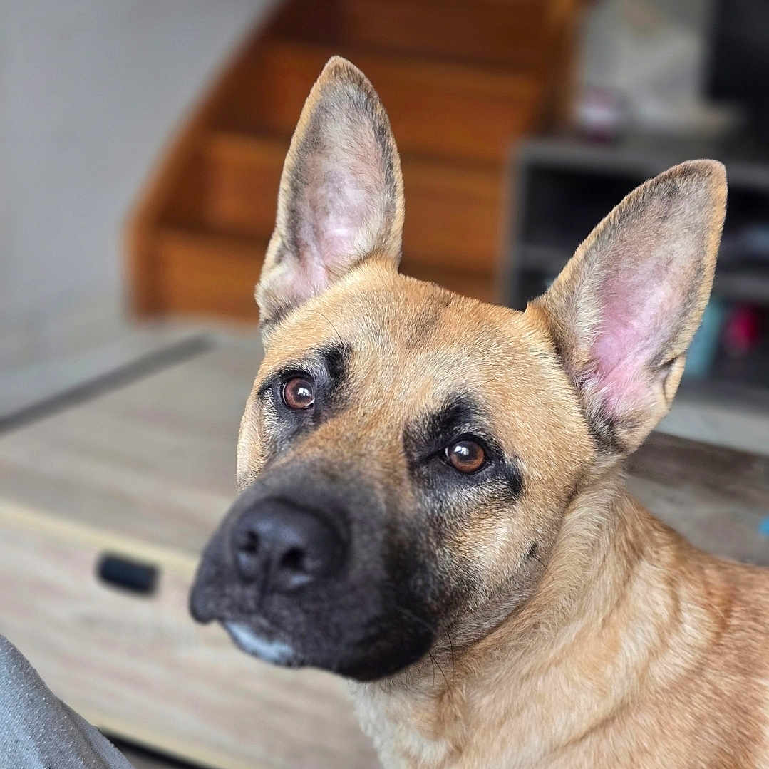 Mencìa a rejoint le concours — aidez-le/la à gagner de superbes lots ! animal, brown_fur, canine, close_up, companion, curious, dog, domestic, ears, eyes, face, furniture, household, indoor, looking, muzzle, pet, portrait, soft_focus, stairs