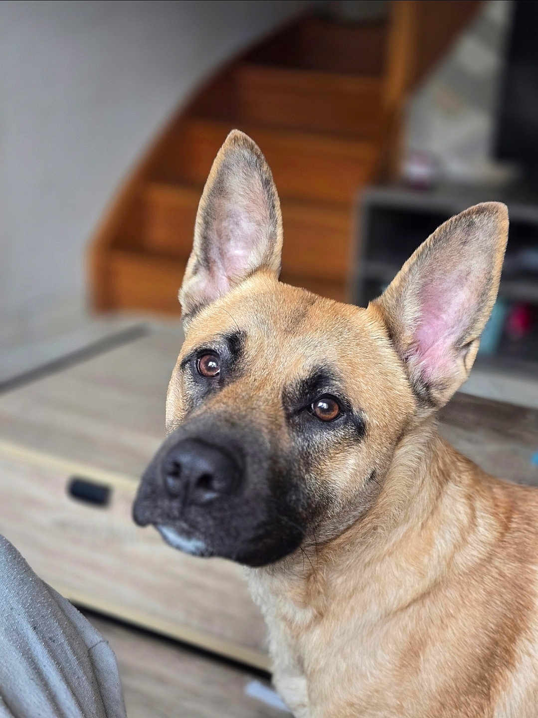 Mencìa a rejoint le concours — aidez-le/la à gagner de superbes lots ! dog, pet, animal, close_up, ears, brown_fur, indoor, stairs, household, furniture, curious, portrait, canine, looking, face, muzzle, eyes, domestic, companion, soft_focus