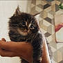 Baloo a rejoint le concours — aidez-le/la à gagner de superbes lots ! kitten, cat, hand, pet, fluffy, cute, indoor, person, animal, feline, young, closeup, soft_light, domestic, paw, portrait, caring, background, wall, painting