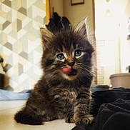 Baloo a rejoint le concours — aidez-le/la à gagner de superbes lots ! kitten, cat, blue_eyes, fluffy, indoor, floor, playing, licking, fur, pet, young_animal, cute, animal, whiskers, tabby, small, domestic_cat, feline, portrait, home