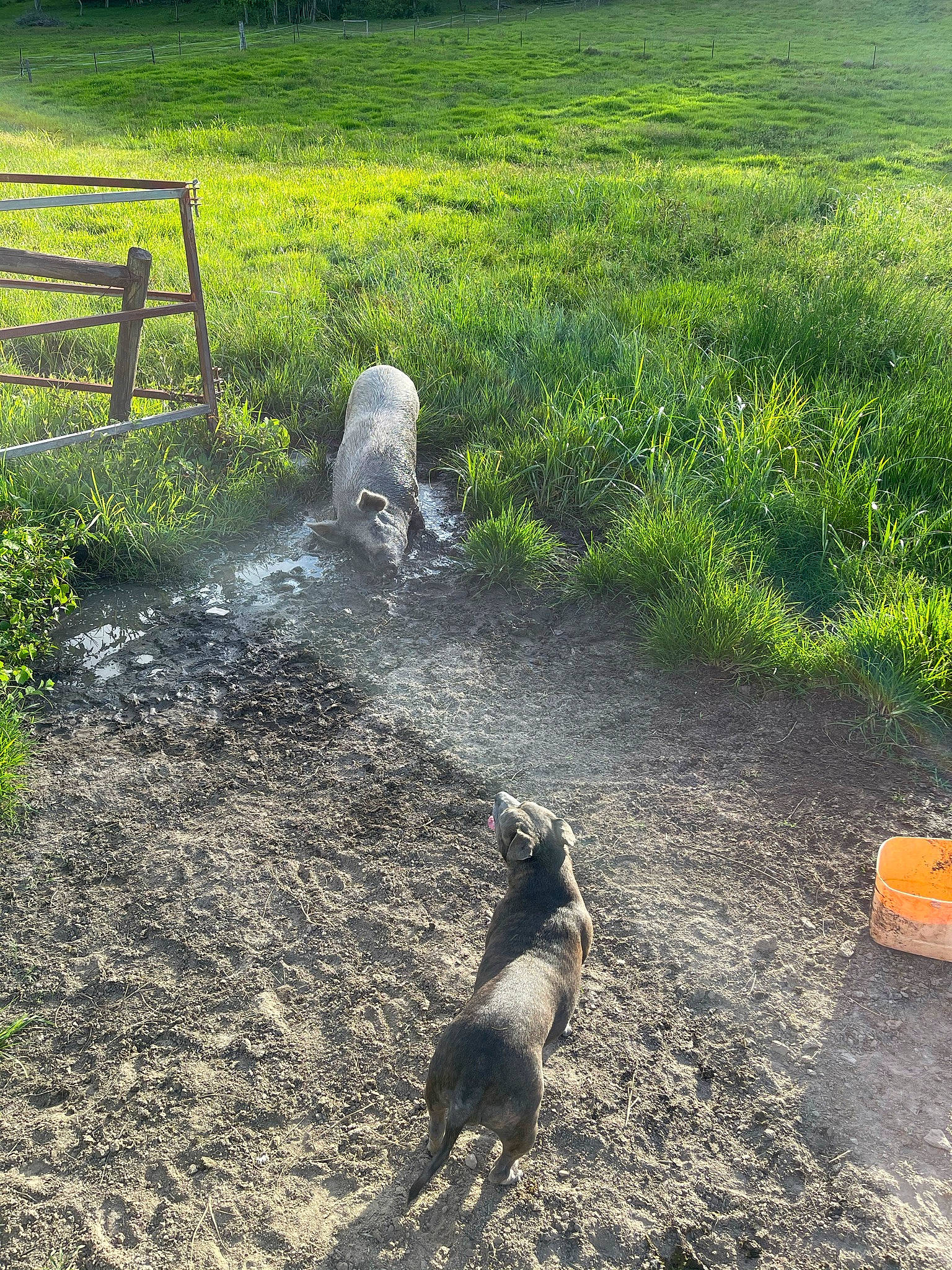 Ruby is registered to the contest to win money with this photo: asphalt, boar, ecoregion, field, grass, grassland, groundcover, landscape, marsupial, natural_landscape, pasture, plant, road_surface, rodent, soil, sporting_group, tail, terrestrial_animal, wildlife, working_animal