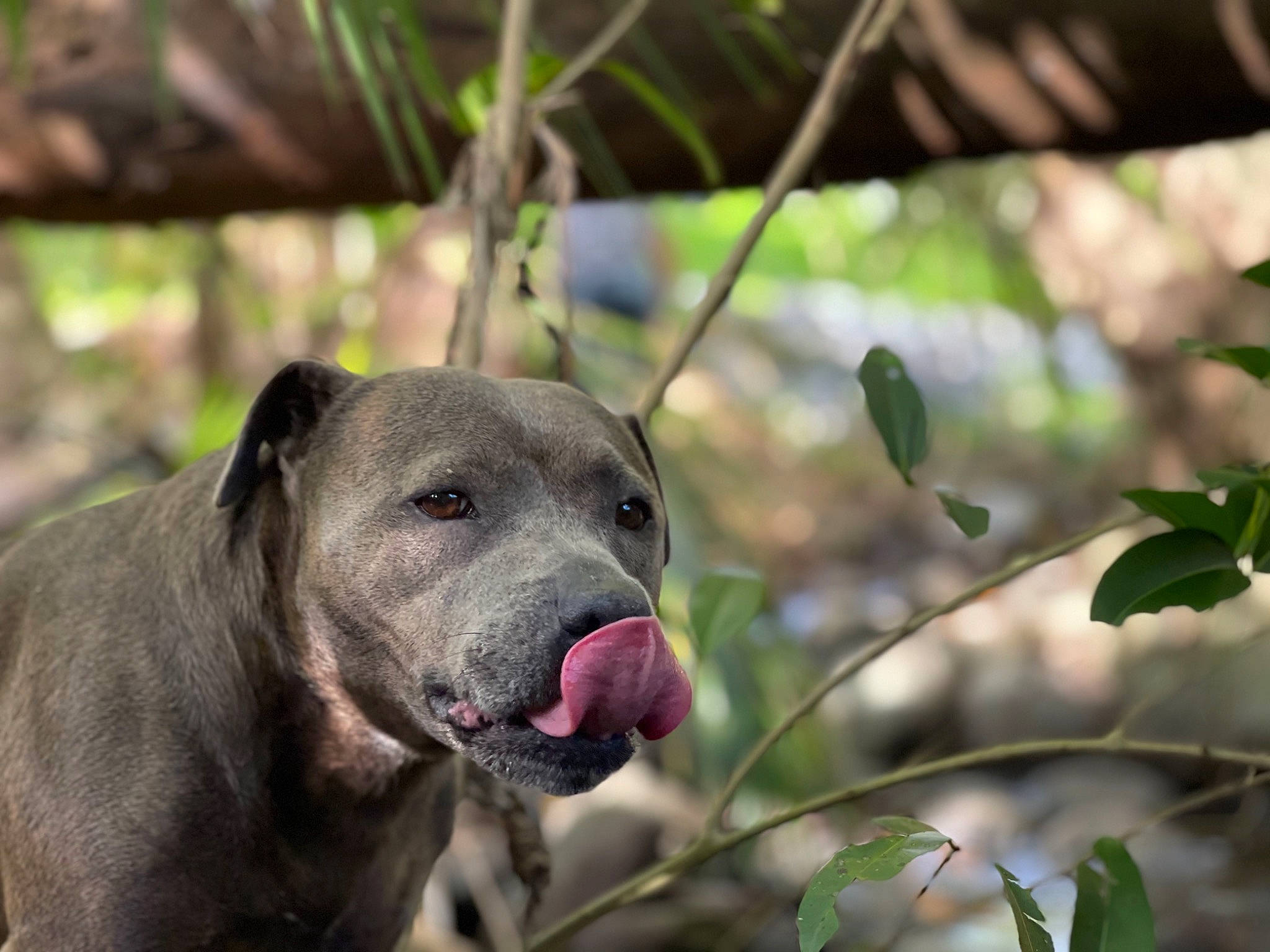 Ruby is registered to the contest to win money with this photo: canidae, carnivore, collar, companion_dog, dog, dog_breed, fawn, grass, non_sporting_group, plant, sporting_group, terrestrial_animal, twig, whiskers, working_animal