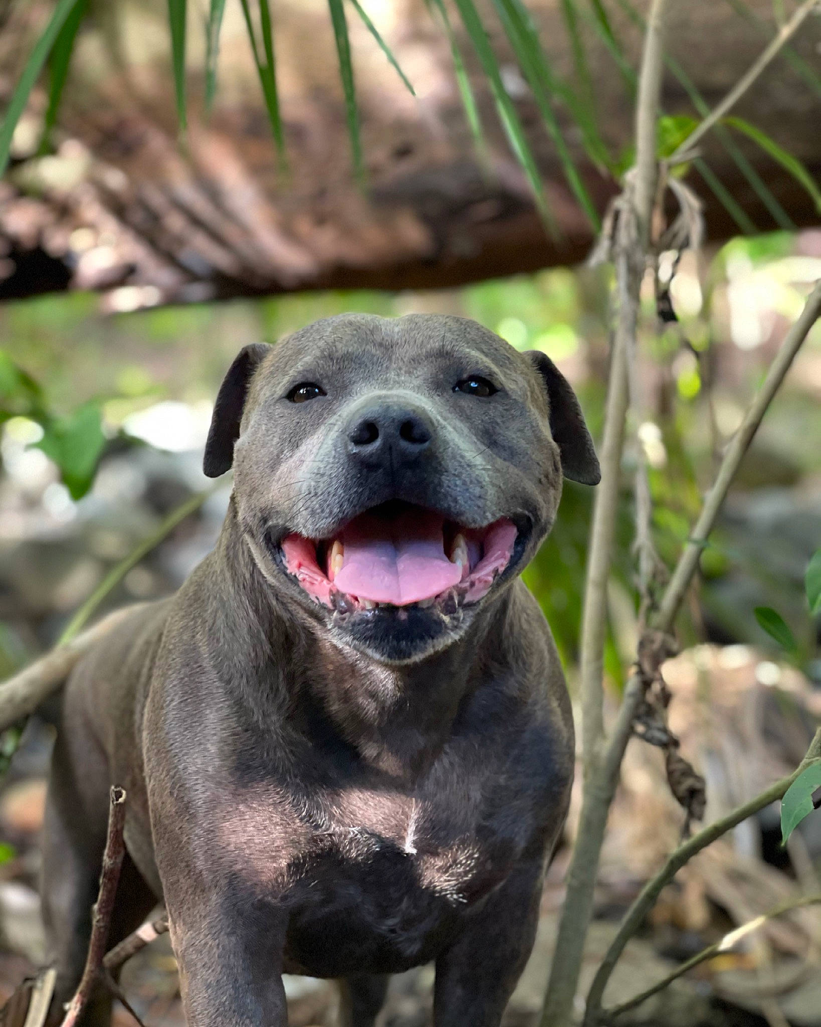 Ruby is registered to the contest to win money with this photo: borador, canidae, carnivore, collar, companion_dog, dog, dog_breed, dog_collar, fang, fawn, grass, gun_dog, non_sporting_group, plant, recreation, snout, sporting_group, terrestrial_animal, whiskers, working_animal