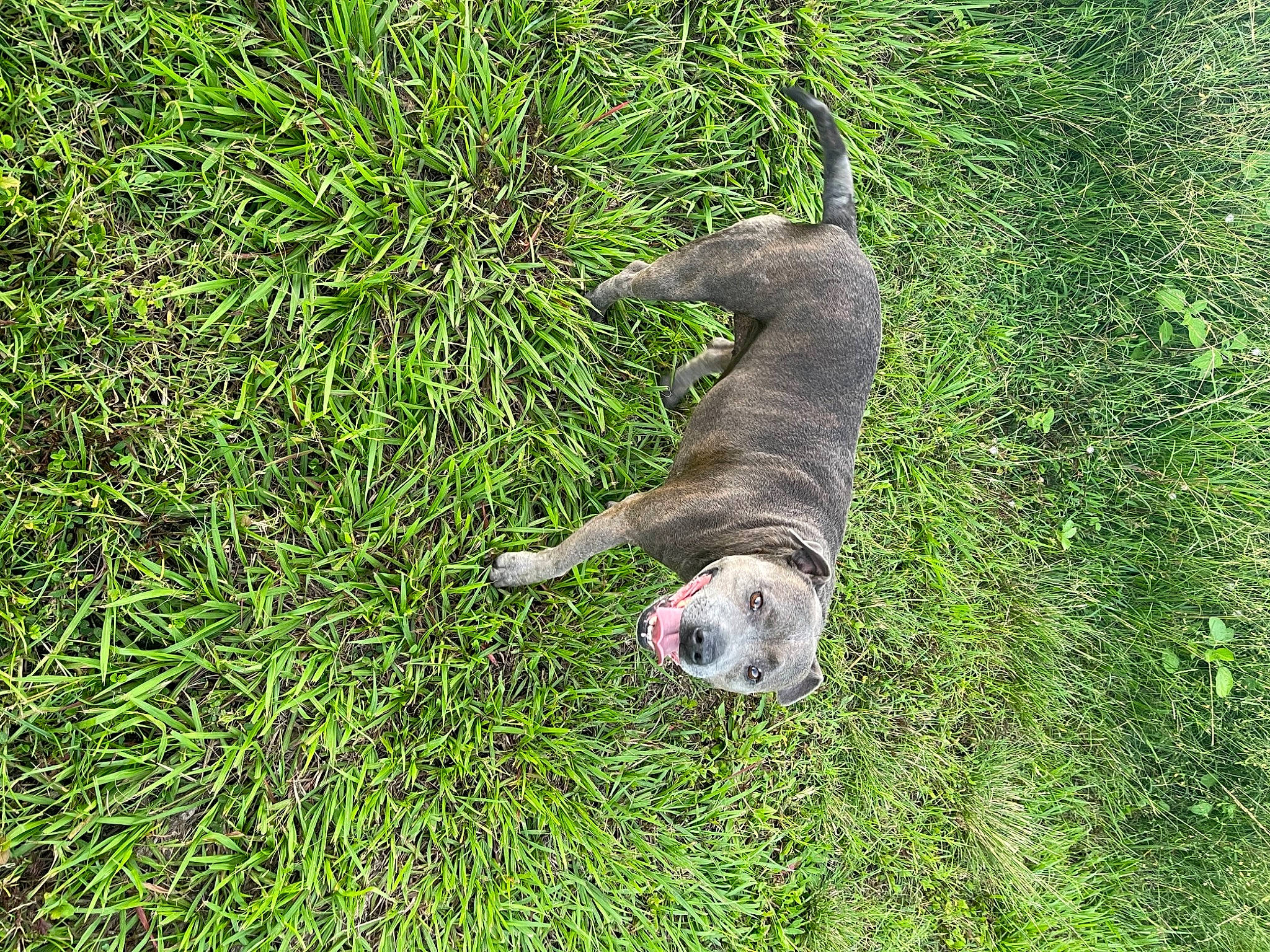 Ruby joined the competition — help win amazing prizes! ball, canidae, carnivore, dog_breed, foot, grass, grassland, groundcover, herb, lawn, pasture, plant, poales, shrub, snout, sporting_group, tail, terrestrial_animal, wildlife