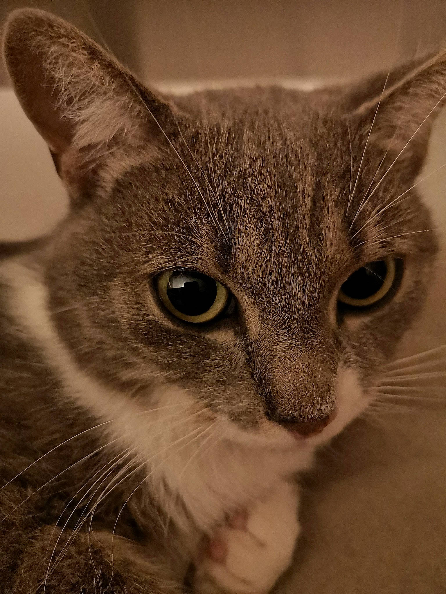 Light participe au concours pour gagner de l'argent avec cette photo : aegean_cat, american_wirehair, asian, australian_mist, carnivore, cat, close_up, domestic_short_haired_cat, european_shorthair, eye, felidae, kitten, mammal, nose, singapura, small_to_medium_sized_cats, snout, tabby_cat, vertebrate, whiskers