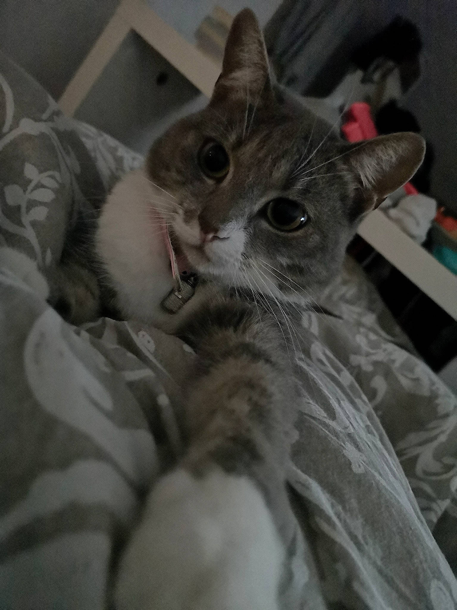 Light a rejoint le concours — aidez-le/la à gagner de superbes lots ! aegean_cat, american_curl, american_shorthair, asian, carnivore, cat, domestic_short_haired_cat, european_shorthair, felidae, kitten, mammal, norwegian_forest_cat, pixie_bob, polydactyl_cat, siberian, small_to_medium_sized_cats, snout, tabby_cat, whiskers