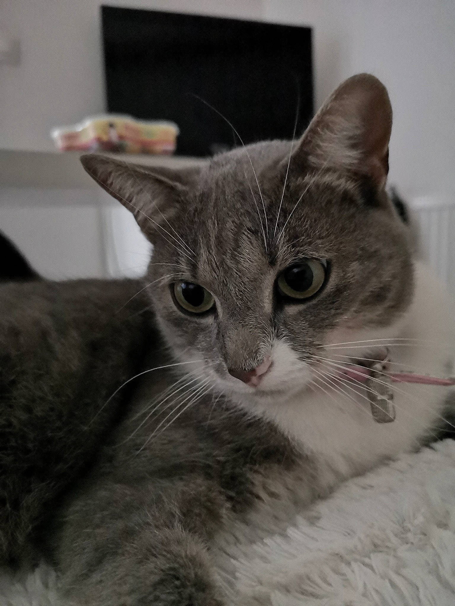 Light a rejoint le concours — aidez-le/la à gagner de superbes lots ! aegean_cat, american_shorthair, american_wirehair, asian, australian_mist, burmilla, carnivore, cat, domestic_short_haired_cat, european_shorthair, fawn, felidae, kitten, mammal, singapura, small_to_medium_sized_cats, snout, tabby_cat, vertebrate, whiskers