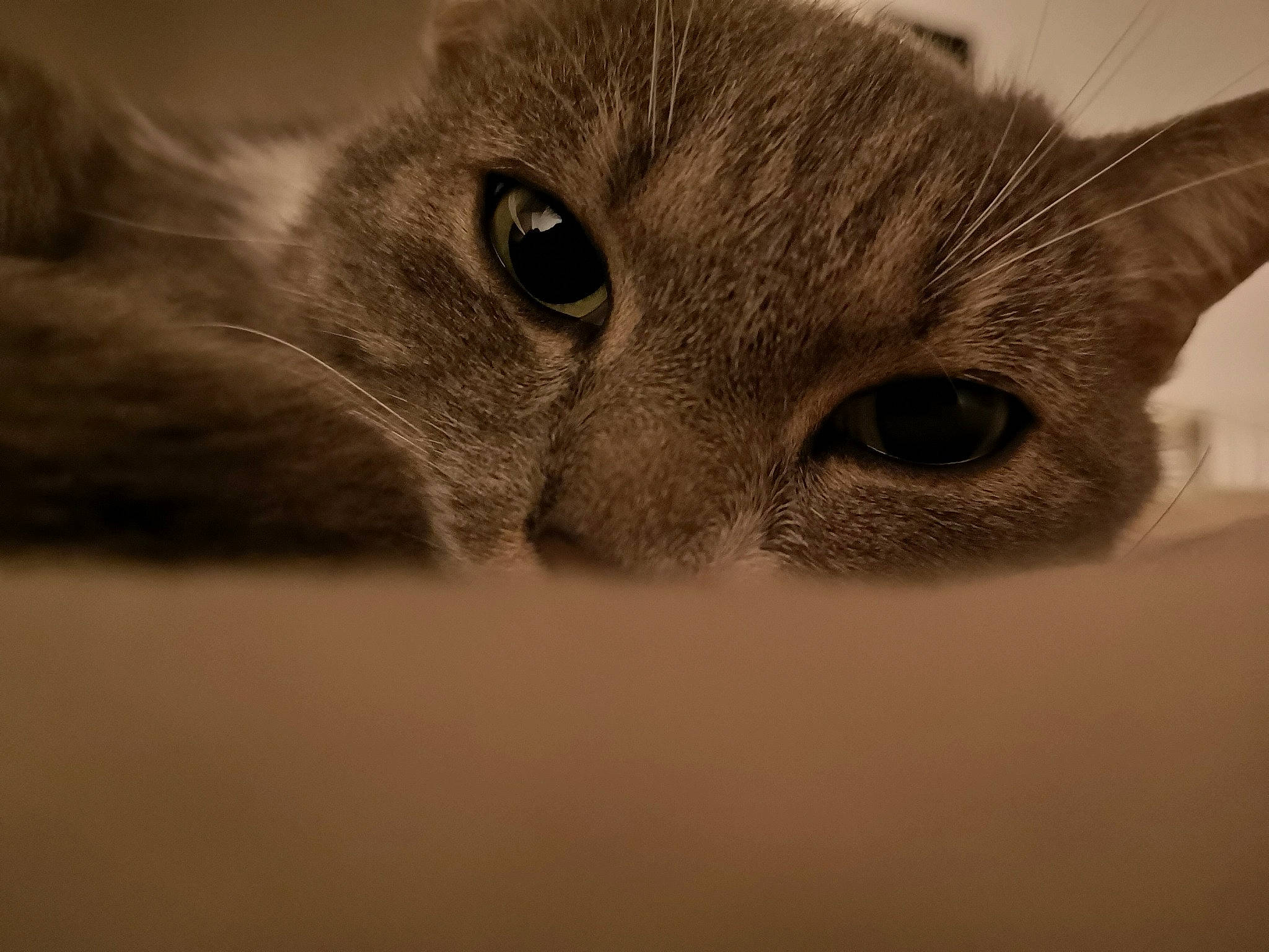 Light participe au concours pour gagner de l'argent avec cette photo : asian, australian_mist, british_semi_longhair, carnivore, cat, chartreux, close_up, domestic_short_haired_cat, european_shorthair, eye, felidae, fur, kitten, mammal, singapura, small_to_medium_sized_cats, snout, tabby_cat, whiskers