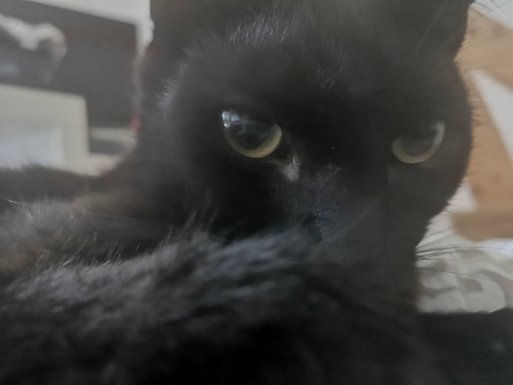 Coca a rejoint le concours — aidez-le/la à gagner de superbes lots ! black, black_cat, bombay, british_shorthair, carnivore, cat, chartreux, close_up, domestic_short_haired_cat, eye, felidae, fur, korat, mammal, nebelung, nose, russian_blue, small_to_medium_sized_cats, snout, whiskers