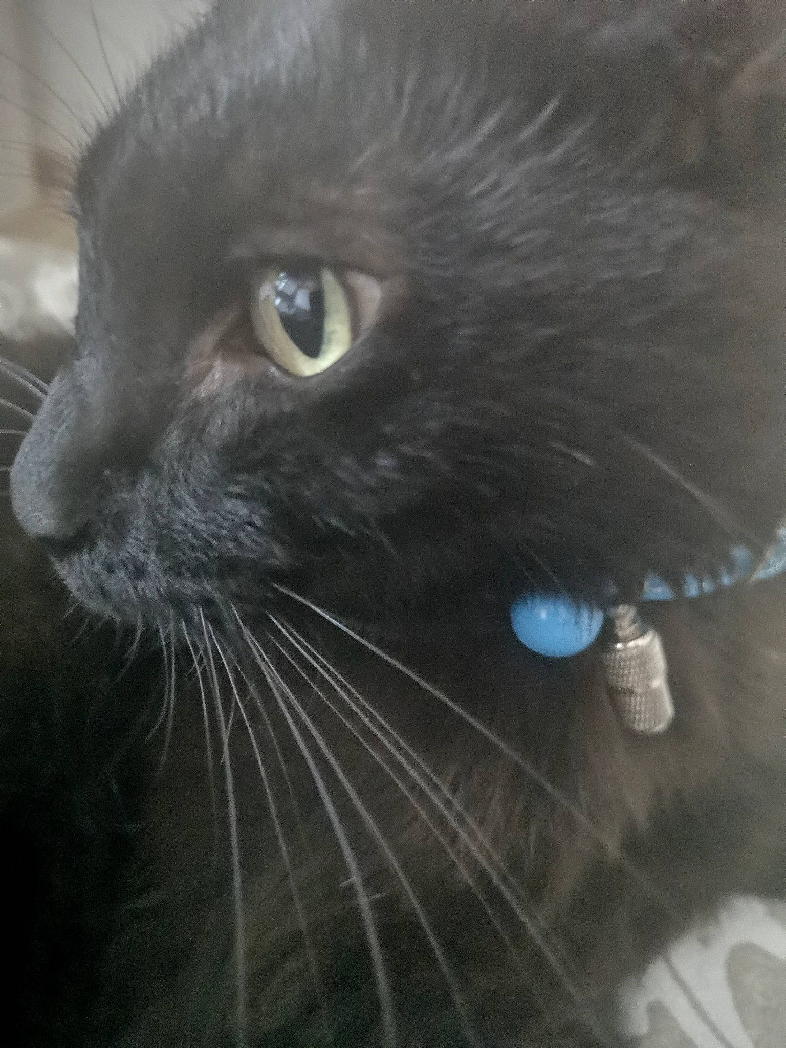 Coca a rejoint le concours — aidez-le/la à gagner de superbes lots ! black_cat, burmese, carnivore, cat, eye, felidae, fur, mammal, nebelung, small_to_medium_sized_cats, snout, whiskers