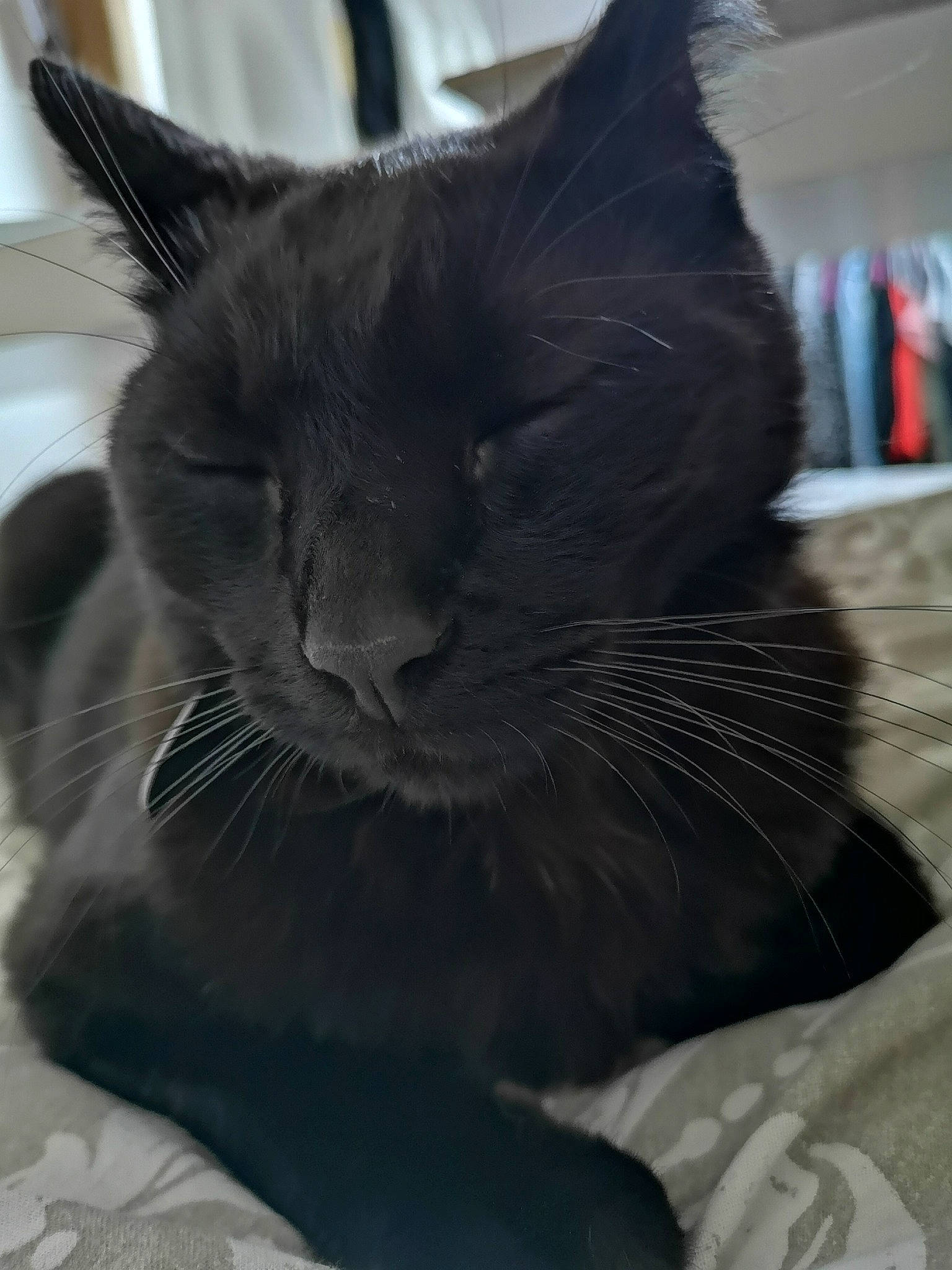 Coca participe au concours pour gagner de l'argent avec cette photo : asian, black, black_cat, burmese, carnivore, cat, domestic_short_haired_cat, felidae, fur, mammal, small_to_medium_sized_cats, snout, whiskers