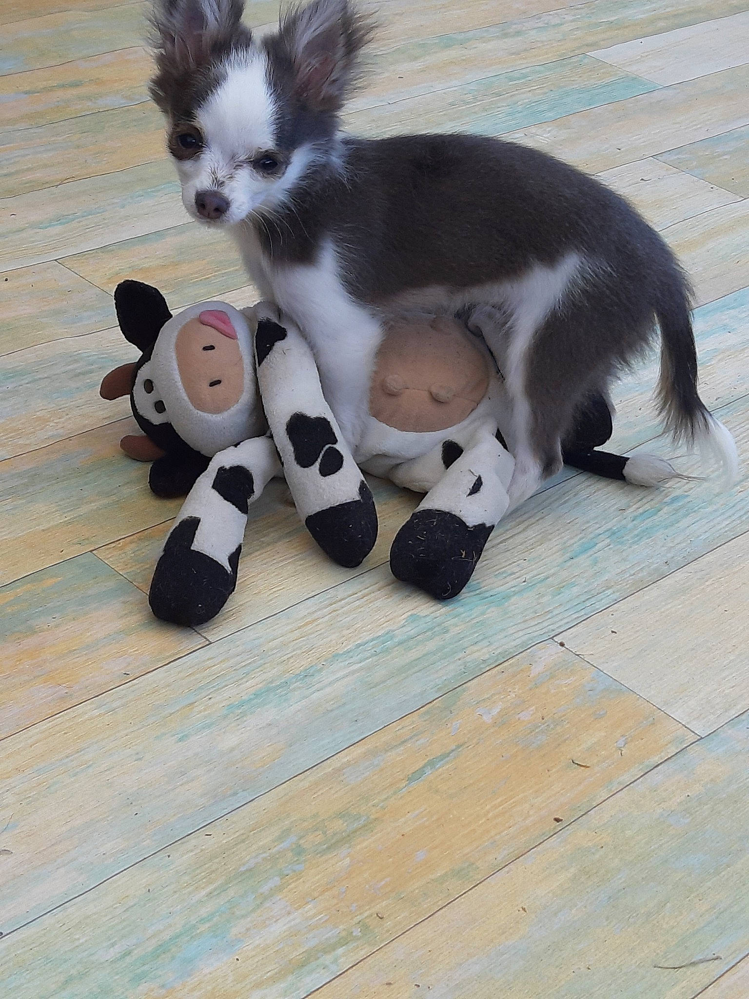 Pitch participe au concours pour gagner de l'argent avec cette photo : canidae, carnivore, companion_dog, dog, dog_breed, mammal, puppy, sporting_group, tail, vertebrate