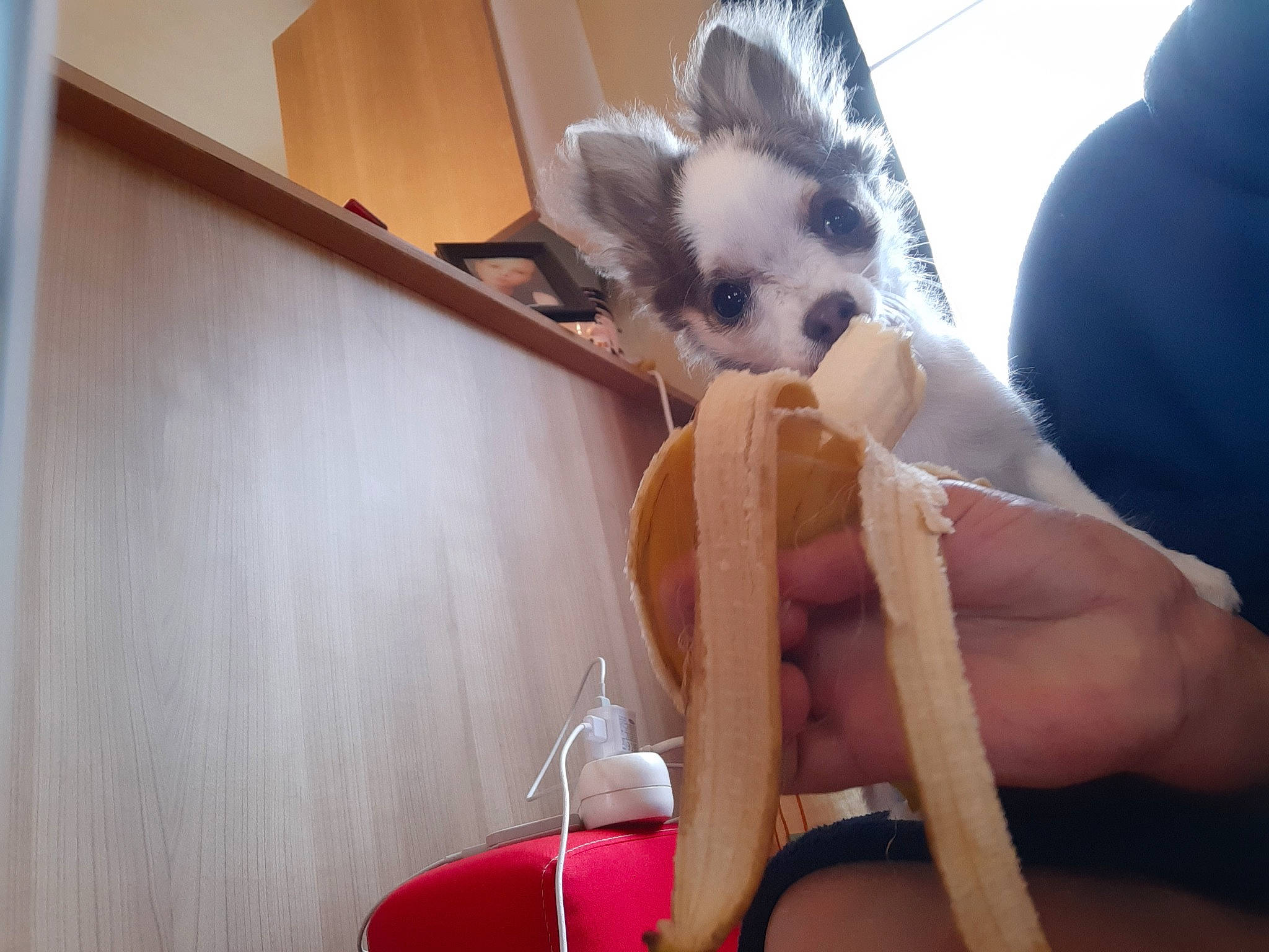 Pitch a rejoint le concours — aidez-le/la à gagner de superbes lots ! canidae, carnivore, cat, ear, eye, fawn, foot, fur, hand, head, human_body, leg, neck, organ, rabbit, rabbits_and_hares, tail, whiskers