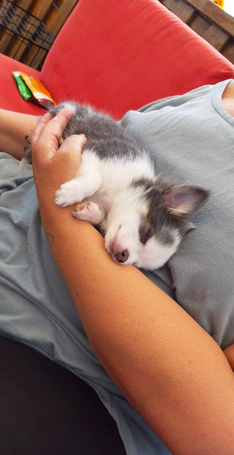 Pitch a rejoint le concours — aidez-le/la à gagner de superbes lots ! canidae, carnivore, cat, dog_breed, ear, felidae, kitten, mammal, nap, puppy, puppy_love, skin, small_to_medium_sized_cats, whiskers