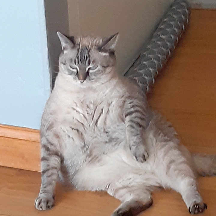 Nala participe au concours pour gagner de l'argent avec cette photo : abyssinian, angora, animal, architecture, building, cat, egyptiancat, furniture, hardwood, indoors, kitten, livingroom, manx, person, pet, plywood, room, siamese, sleeping, wood