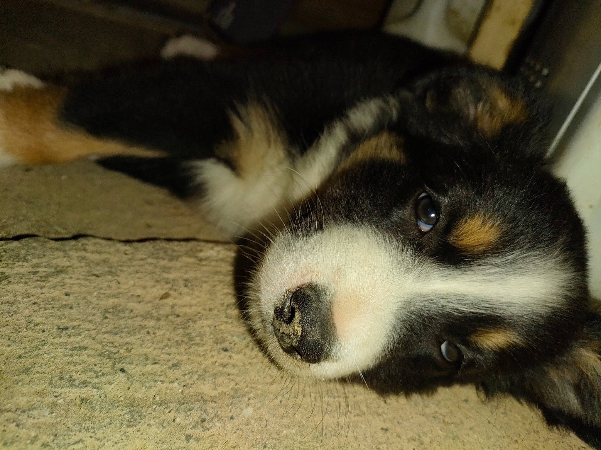 Zola participe au concours pour gagner de l'argent avec cette photo : canidae, carnivore, companion_dog, dog, dog_breed, eye, flooring, fur, paw, puppy, sled_dog, snout, sporting_group, terrestrial_animal, whiskers, working_animal, working_dog