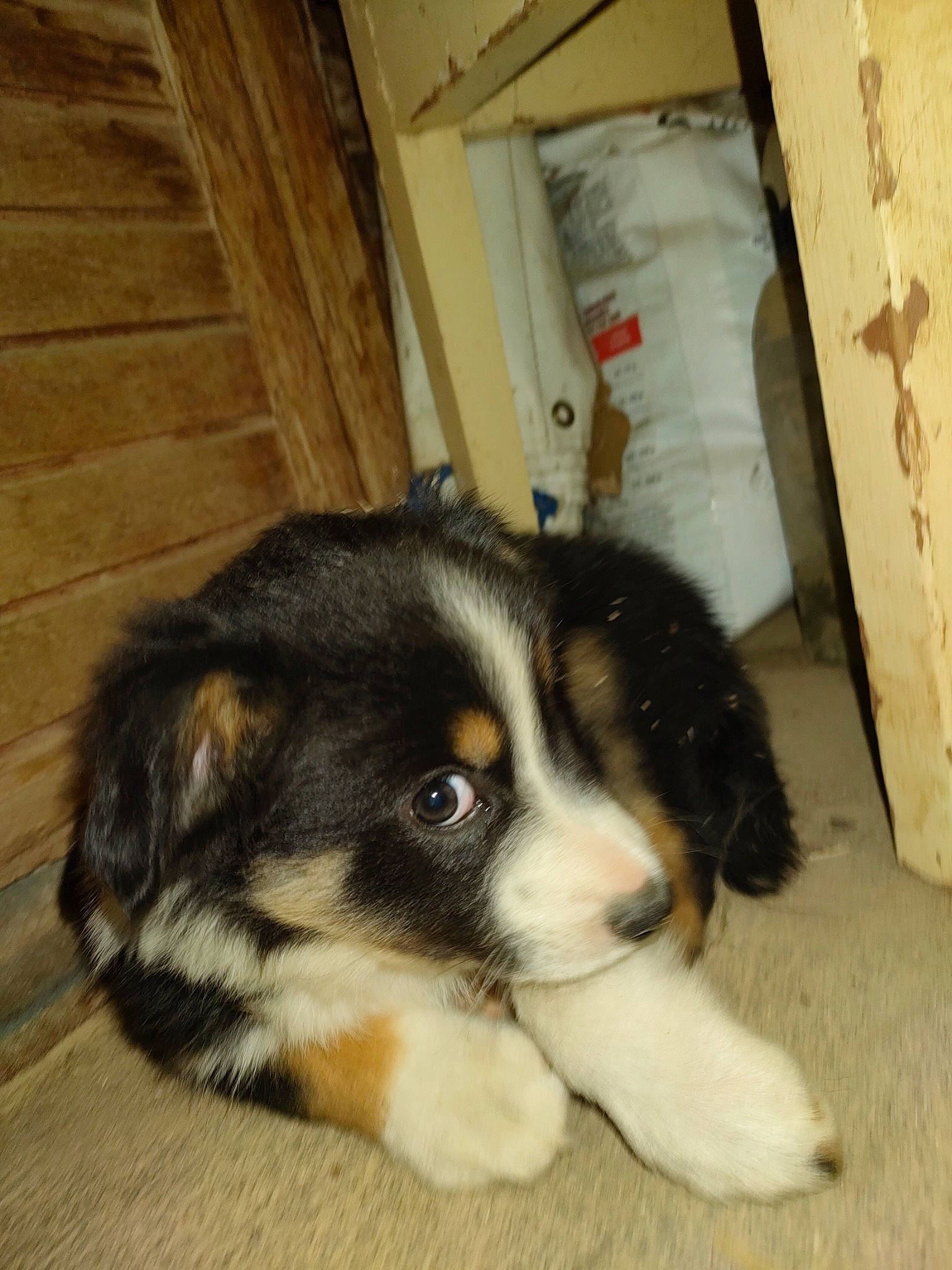 Zola a rejoint le concours — aidez-le/la à gagner de superbes lots ! ball, beaglier, bored, carnivore, companion_dog, dog, dog_breed, door, fur, hardwood, snout, terrestrial_animal, toy_dog, whiskers, wood, working_animal, working_dog