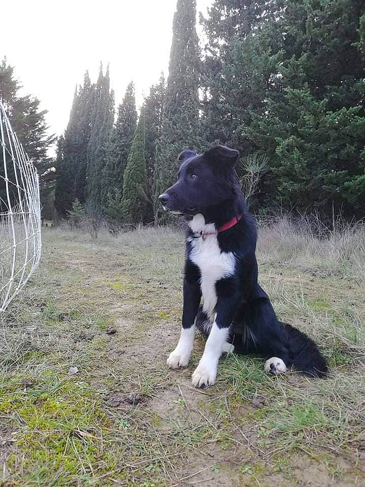 Zakary participe au concours pour gagner de l'argent avec cette photo : adventure, borador, carnivore, companion_dog, dog, dog_breed, dog_collar, fur, grass, herding_dog, mammal, mcnab, plant, recreation, sky, tail, tree, vertebrate, working_animal, working_dog
