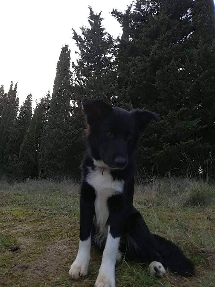 Zakary a rejoint le concours — aidez-le/la à gagner de superbes lots ! canidae, carnivore, companion_dog, dog, dog_breed, felidae, fur, grass, herding_dog, plant, sky, small_to_medium_sized_cats, snout, sporting_group, tail, terrestrial_animal, tree, whiskers, working_animal, working_dog