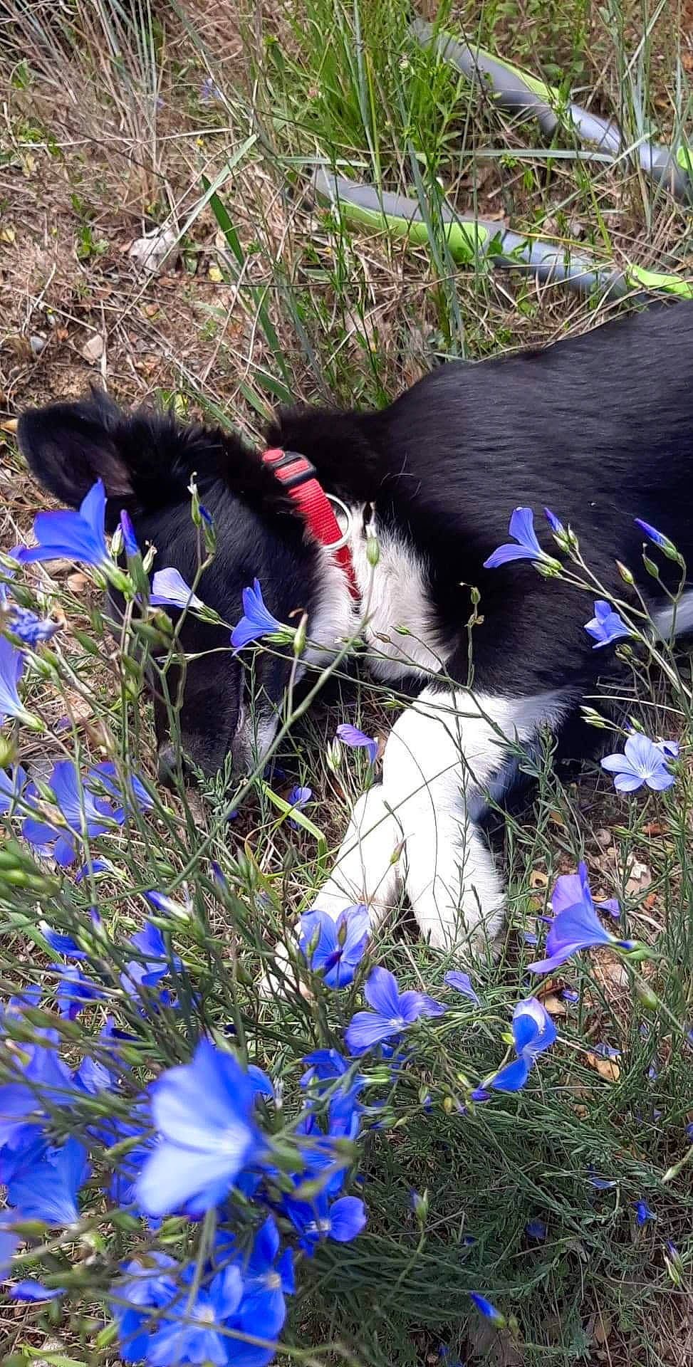 Zakary a rejoint le concours — aidez-le/la à gagner de superbes lots ! annual_plant, botany, canidae, carnivore, dog_breed, electric_blue, flower, flowering_plant, grass, groundcover, herbaceous_plant, petal, plant, shrub, sporting_group, spring, tail, terrestrial_animal, wildflower, working_animal