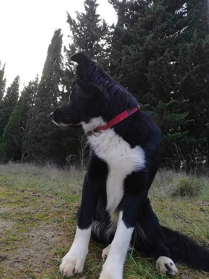 Zakary participe au concours pour gagner de l'argent avec cette photo : canidae, carmine, carnivore, collar, companion_dog, dog, dog_breed, dog_collar, fur, grass, herding_dog, mcnab, plant, sky, sporting_group, tail, tree, walking, working_animal, working_dog