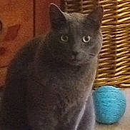 Sammy Stormy is registered to the contest to win money with this photo: cat, gray_cat, pet, indoor, scratching_toy, yarn_ball, furniture, floor, curious, animal, cozy, home, domestic, cute, sitting, playful, ears, whiskers, eyes, feline