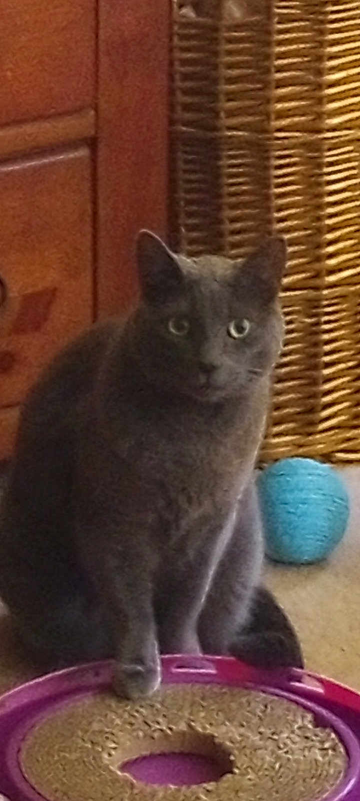 Sammy Stormy is registered to the contest to win money with this photo: cat, gray_cat, pet, indoor, scratching_toy, yarn_ball, furniture, floor, curious, animal, cozy, home, domestic, cute, sitting, playful, ears, whiskers, eyes, feline