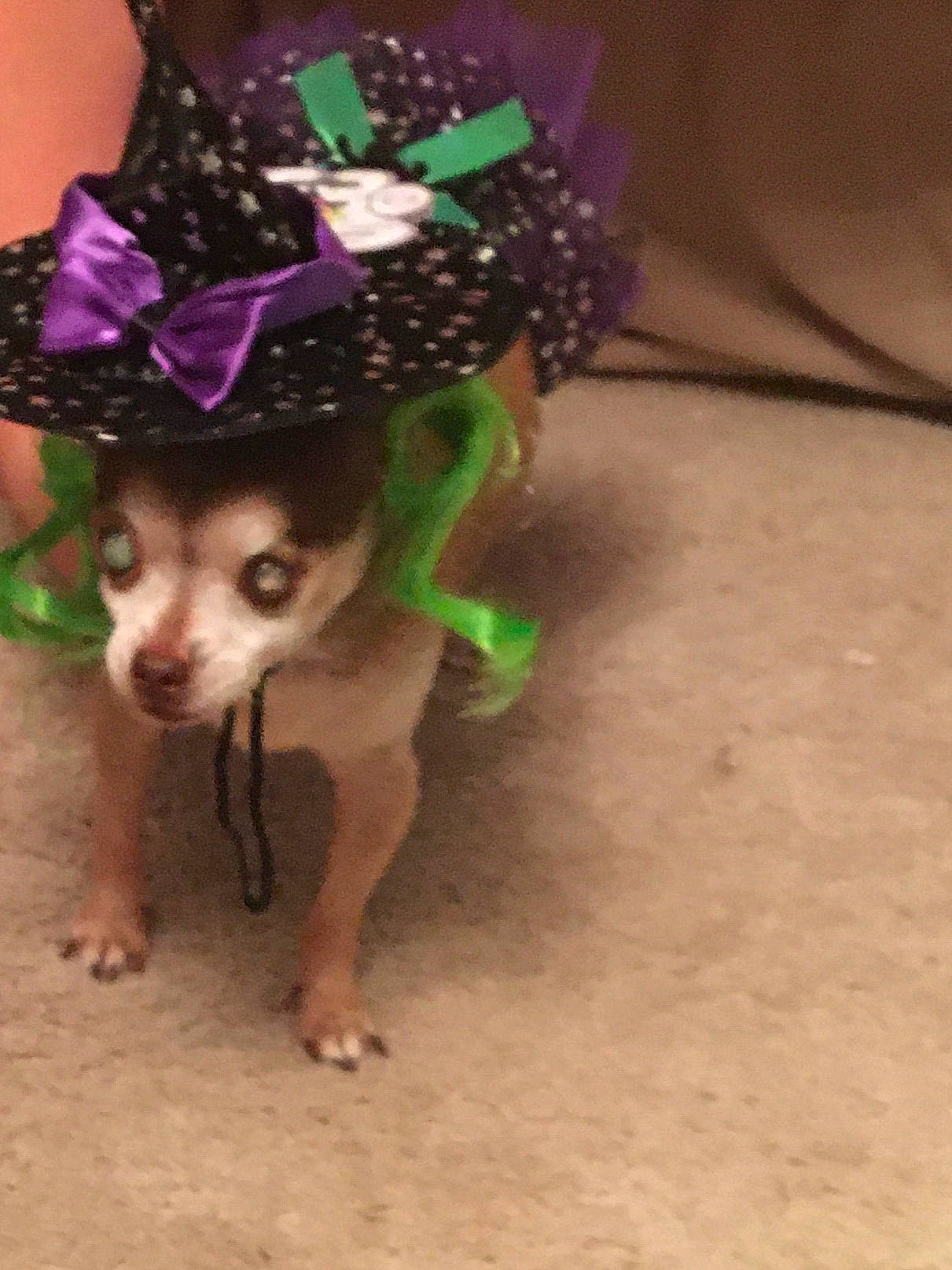 Jellie is registered to the contest to win money with this photo: carnivore, chihuahua, christmas_ornament, companion_dog, costume_hat, dog, dog_breed, dog_clothes, dog_supply, event, fashion_accessory, fawn, fur, party_hat, party_supply, snout, sporting_group, toy_dog, whiskers, working_animal