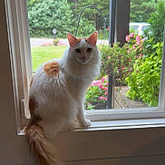 Munch joined the competition — help win amazing prizes! animal, cat, curious, daytime, domestic_cat, flowers, fluffy_tail, fur, garden, greenery, house, indoor, natural_light, orange_cat, pet, plants, sitting, white_cat, window, windowsill