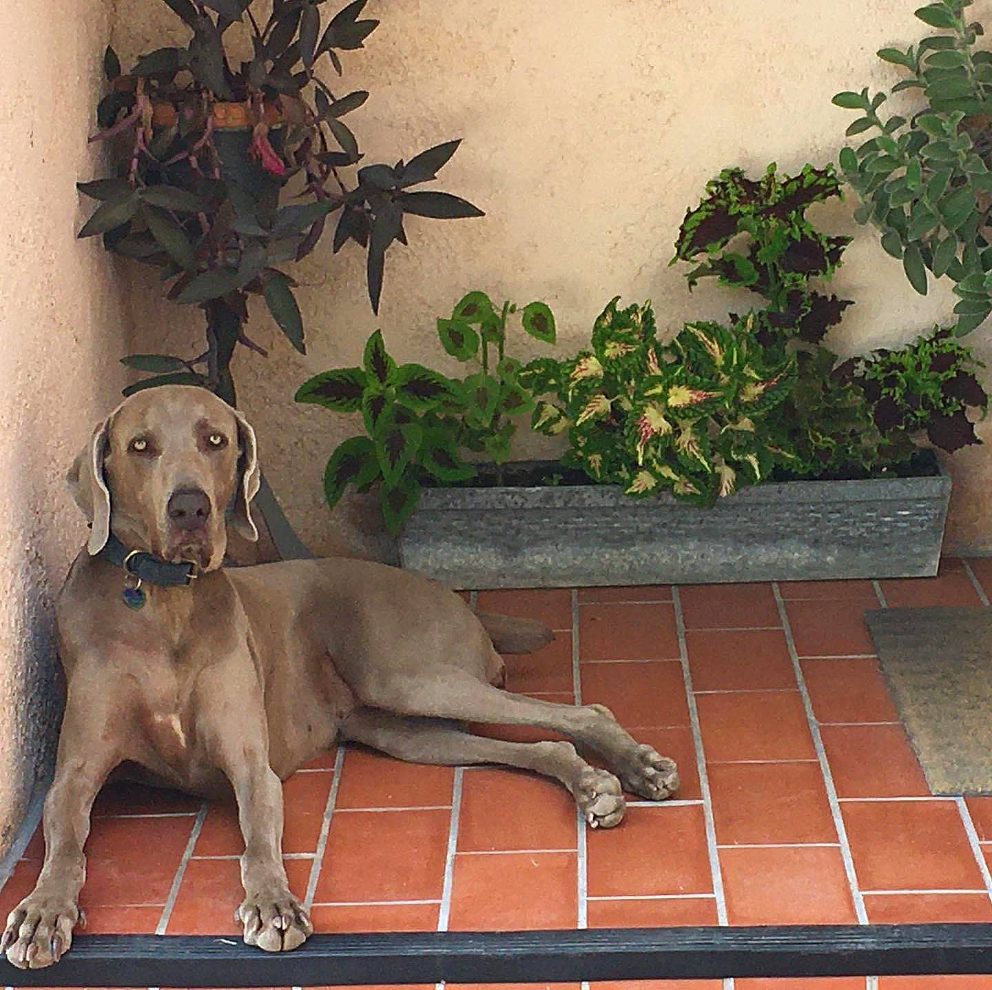 Isis participe au concours pour gagner de l'argent avec cette photo : blue_lacy, canidae, carnivore, chippiparai, companion_dog, dog, dog_breed, fawn, great_dane, mammal, pointing_breed, sporting_group, vertebrate, weimaraner