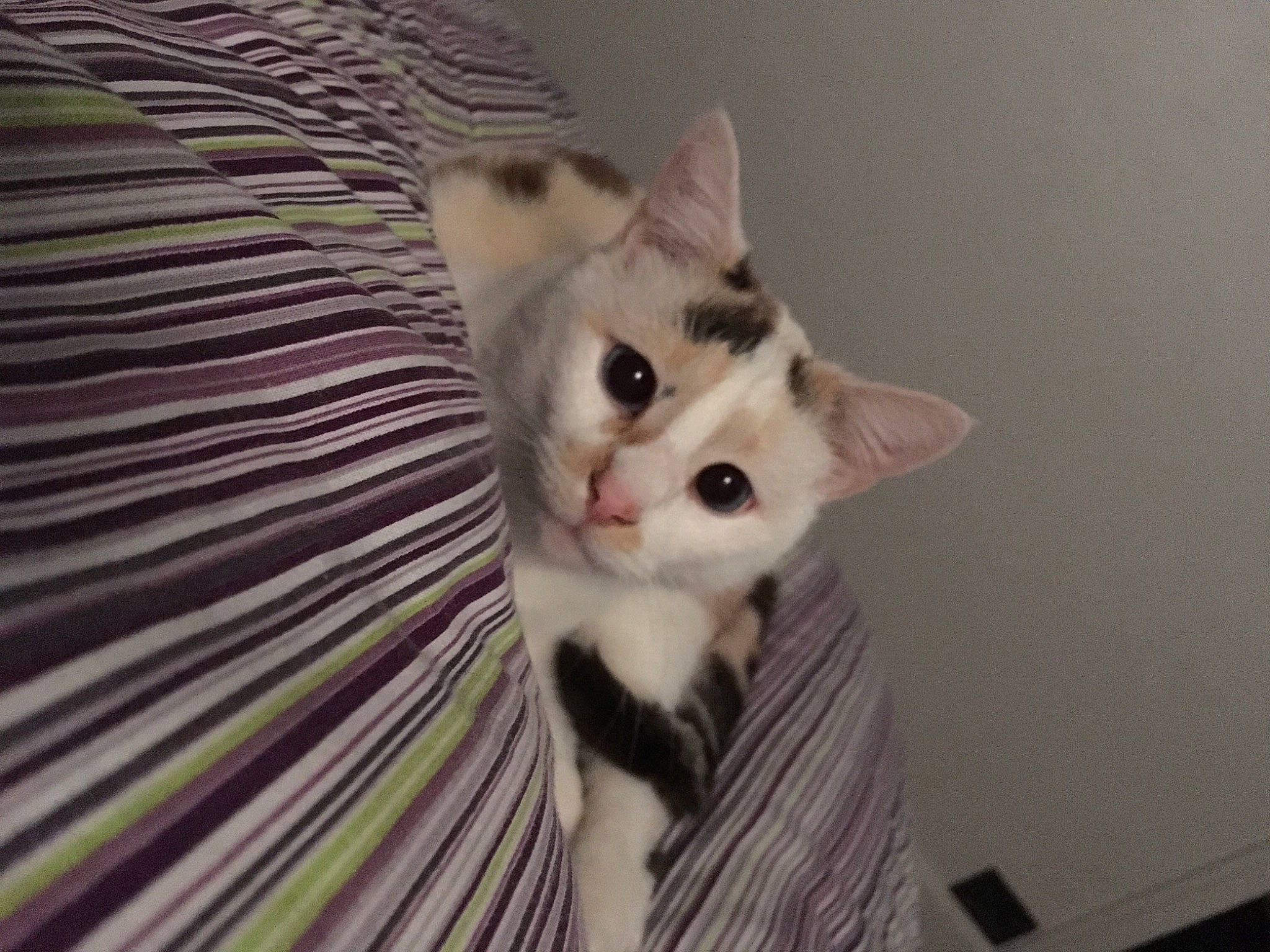 Ishka a rejoint le concours — aidez-le/la à gagner de superbes lots ! aegean_cat, american_wirehair, asian, carnivore, cat, domestic_short_haired_cat, european_shorthair, eye, felidae, japanese_bobtail, khao_manee, kitten, mammal, ojos_azules, polydactyl_cat, small_to_medium_sized_cats, snout, turkish_angora, turkish_van, whiskers