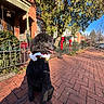 Isabella Conley-Hamm joined the competition — help win amazing prizes! black_dog, blue_sky, brick_sidewalk, canine, collar, daytime, dog, fence, holiday_decorations, jingle_bells, leaves, outdoor, pet, poodle, red_bows, red_brick_house, residential_area, sidewalk, sunlight, tree