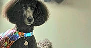 Isabella Conley-Hamm is registered to the contest to win money with this photo: animal, background, black_dog, canine, collar, colorful, decor, dog, expression, fur, gorilla_art, indoor, painting, pet, poodle, portrait, scarf, standing, tag, wall_art